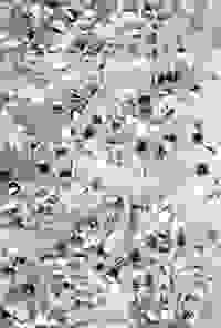 stratname: strat111-ellipses-pointsabc-fougeres 