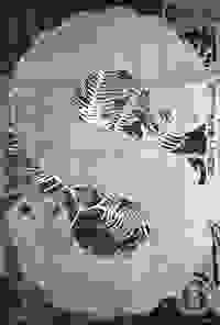 stratname: strat162-gleichenia-ssnake-asuka 