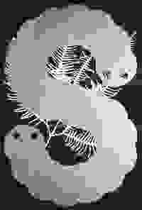 stratname: strat163-gleichenia-ssnake 