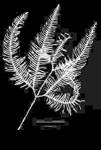 stratname: strat164-gleichenia 